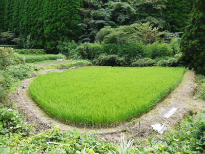 無農薬で育てた「利平栗」令和3年度の出荷スタート!大粒サイズは受注調整中!中粒サイズは予約受付中!_a0254656_18475292.jpg