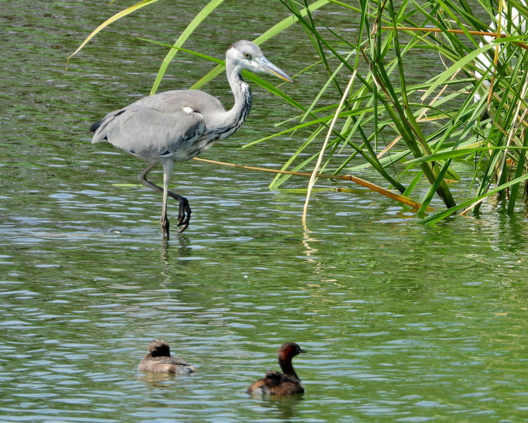 波志江沼で　水鳥編_c0305565_16392806.jpg