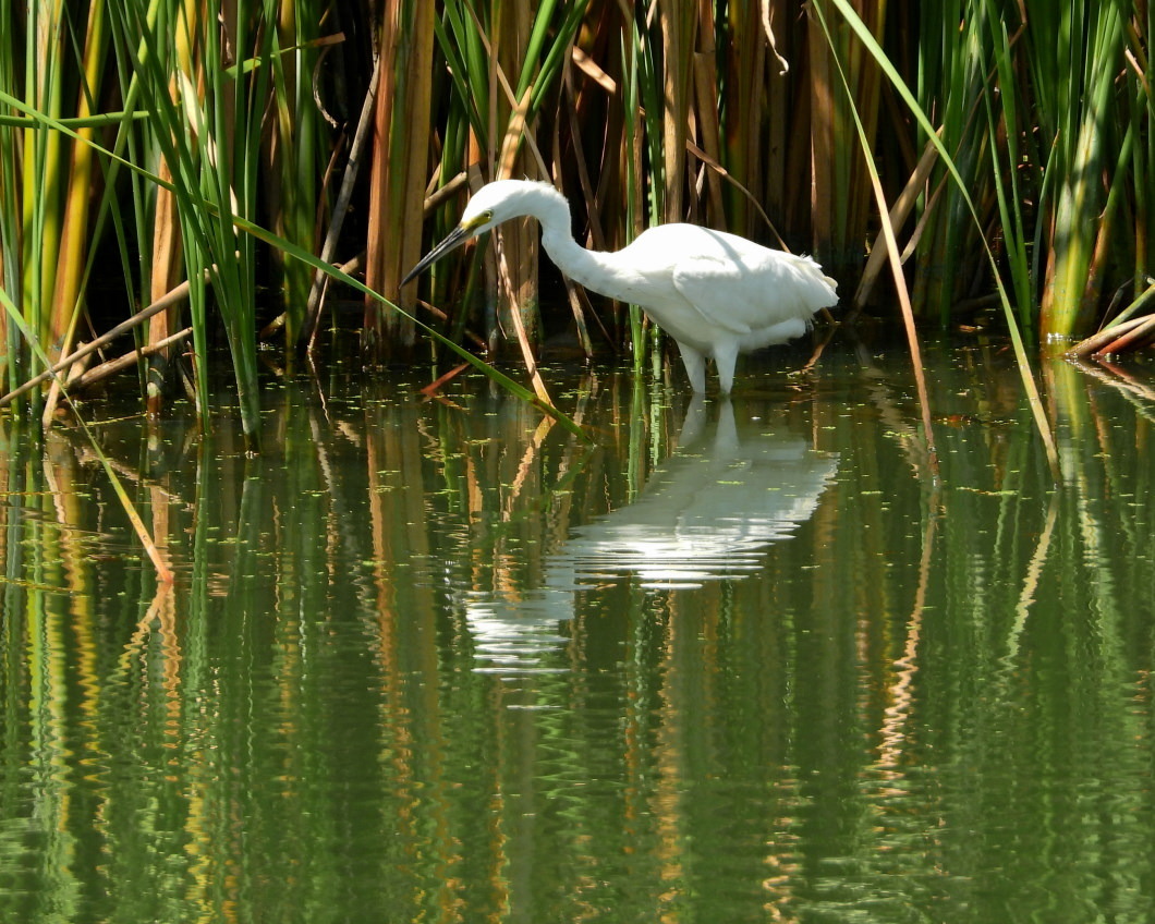 波志江沼で　水鳥編_c0305565_16400425.jpg