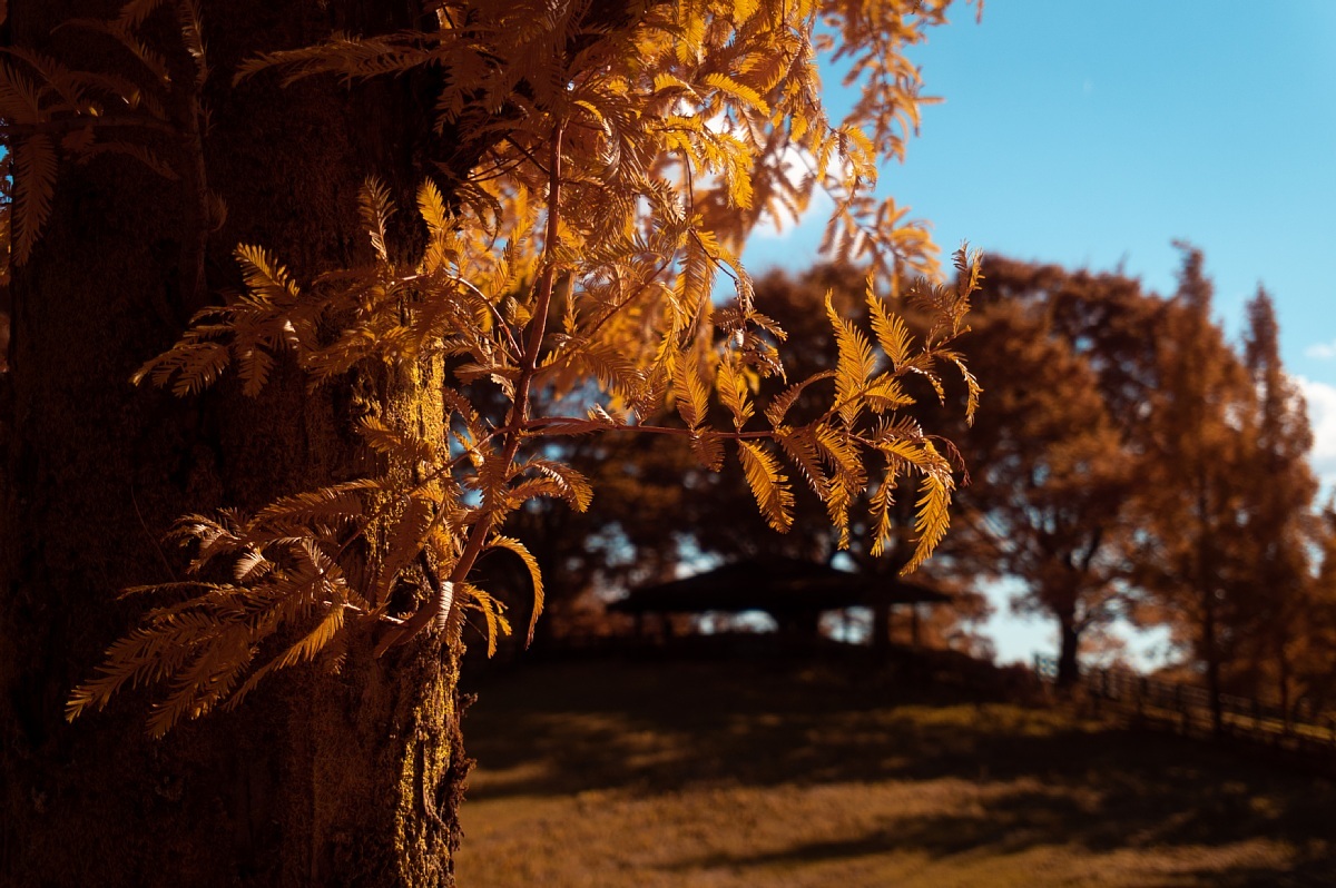 色づき始めた鞍ヶ池公園_d0353489_21322867.jpg