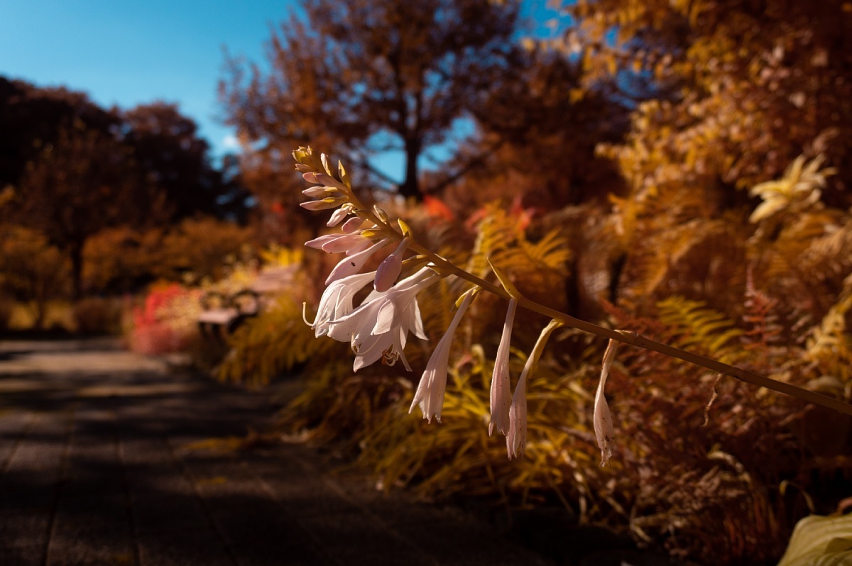 色づき始めた鞍ヶ池公園_d0353489_21323668.jpg