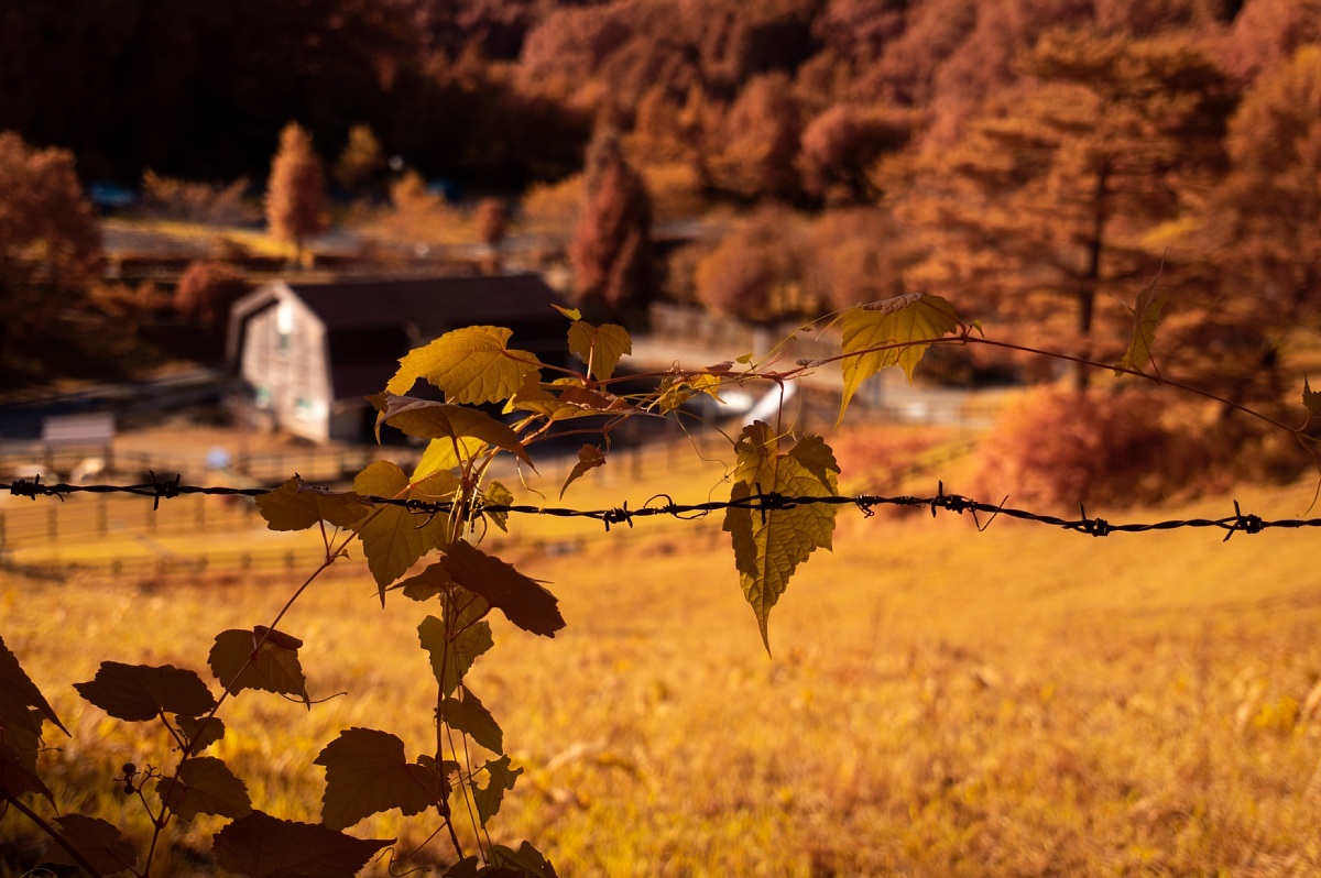 色づき始めた鞍ヶ池公園_d0353489_21325069.jpg