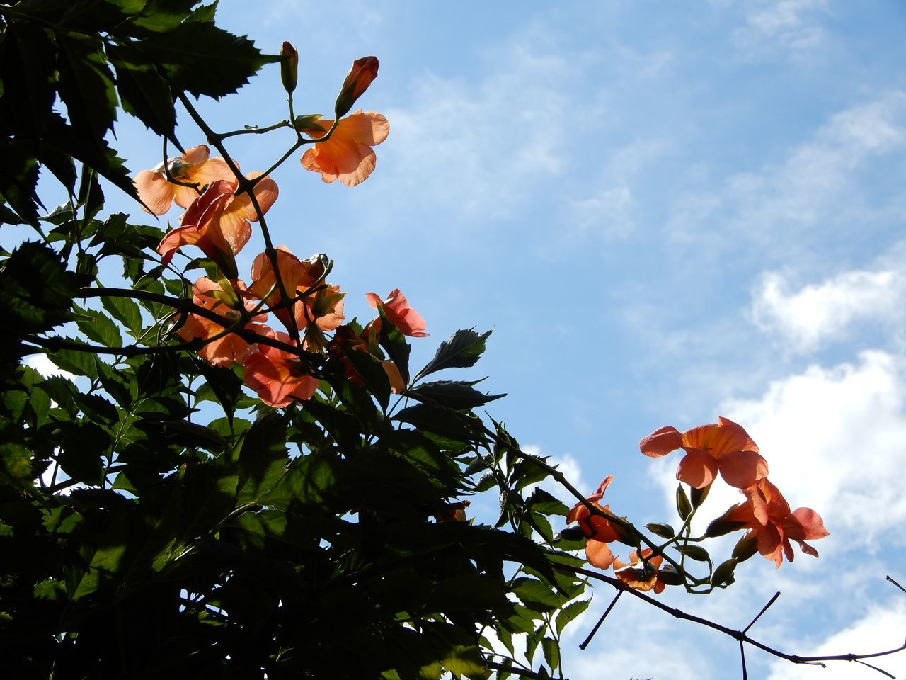 夏空戻る_c0025115_23525655.jpg