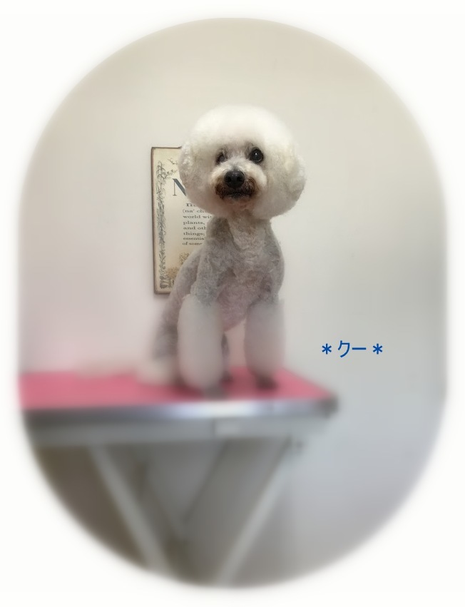 クーくん_a0315823_20205449.jpg