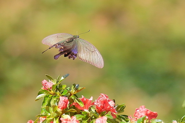 蝶と遊ぶⅣ…返り咲きのヤマツツジにクロアゲハが_e0413627_16264413.jpg