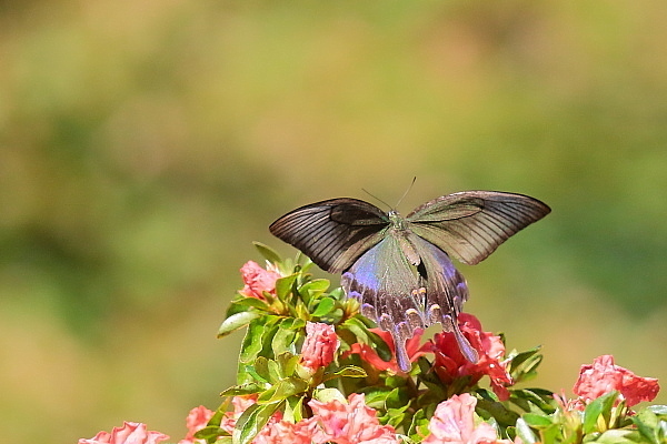 蝶と遊ぶⅣ…返り咲きのヤマツツジにクロアゲハが_e0413627_16270261.jpg