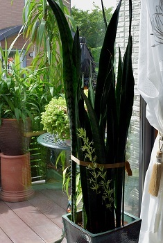 観葉植物 サンスベリア 虎の尾 大和なでしこ