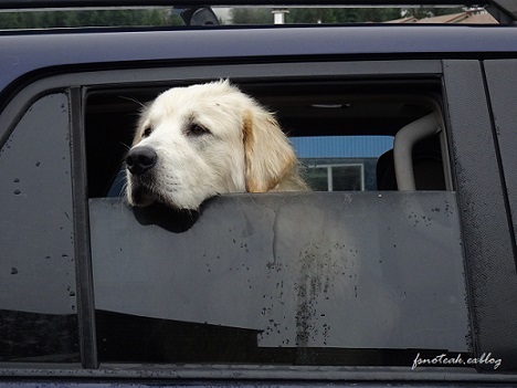 主を待つ犬　\" ごはんですよ \"_d0356844_13313422.jpg