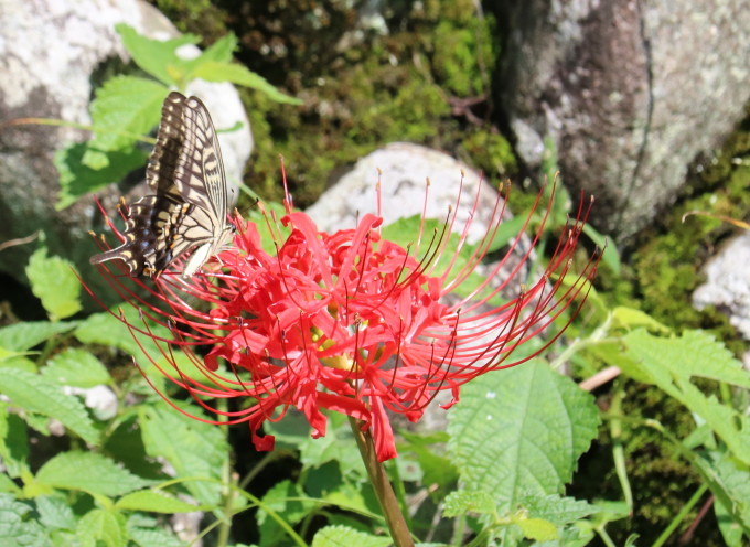 埼玉北部　　アゲハ吸蜜（彼岸花）2021/09/10①_d0251807_15532284.jpg