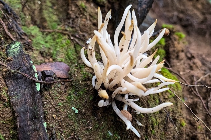 ニョロニョロ風のキノコ シロソウメンタケ ホウキタケ ハナホウキタケ 白素麺茸 箒茸 花箒茸 世話要らずの庭