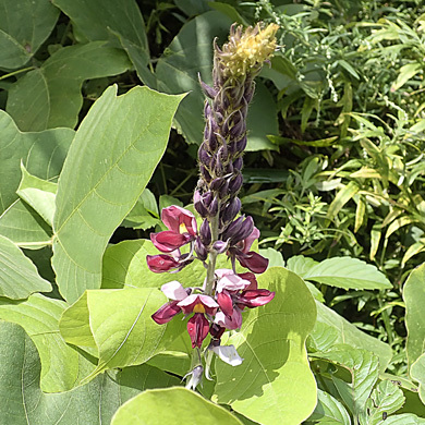 クズの花 樹木見て歩き