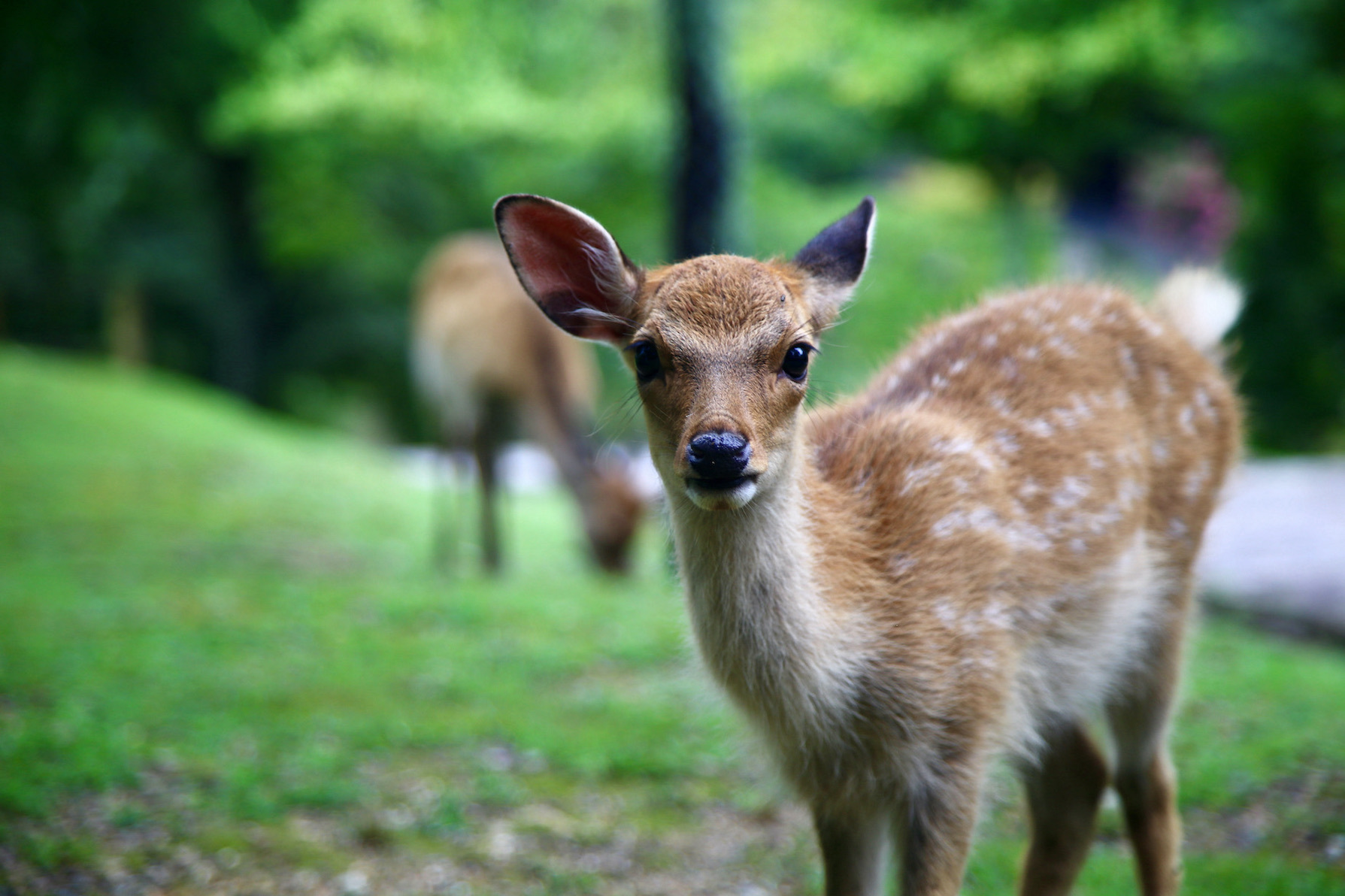 Deer Park　2021.8.15　NaraPark 115_e0237623_00125467.jpg