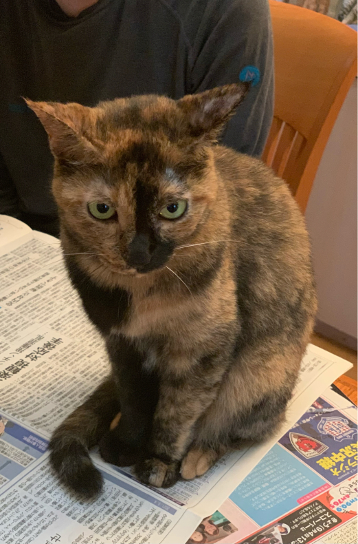 猫が来た ー子猫の飼い方ー 猫が来た ー子猫の飼い方ー