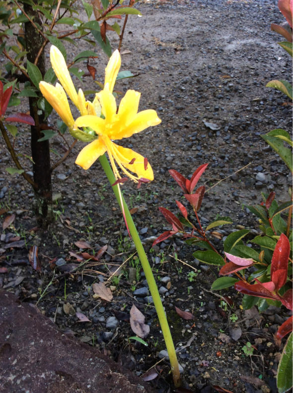 ヒガンバナの黄色が咲き出した。_d0398764_06453086.jpg