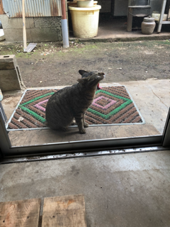 野良猫の仁義_f0363168_18111981.png