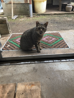 野良猫の仁義_f0363168_18113586.png
