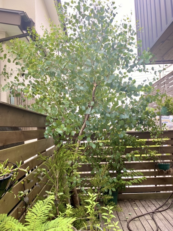 ポポラスのこと 今日の呟き 只今建築中 クボタ住建の現場だより