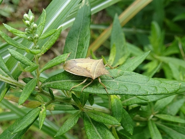 蝦色亀虫と鼈甲羽衣と瓦茸と艶団扇茸_d0088184_22055076.jpg