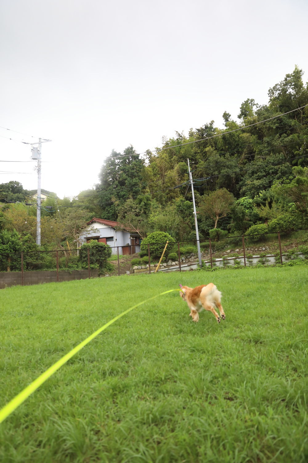 柿ハンター♪_b0275998_11012135.jpg