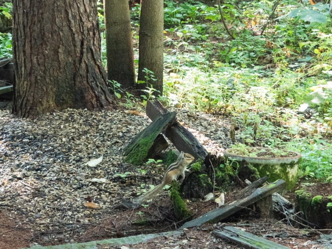 勝気なエゾシマリスさん、リス小屋からエゾリス君を追い出した?_f0276498_22024671.jpg