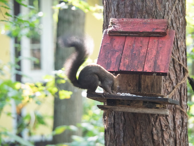 勝気なエゾシマリスさん、リス小屋からエゾリス君を追い出した?_f0276498_22033071.jpg