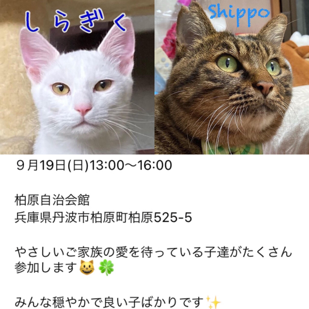 うみちゃん マスク猫 譲渡会のお知らせ_f0375804_20162531.jpg