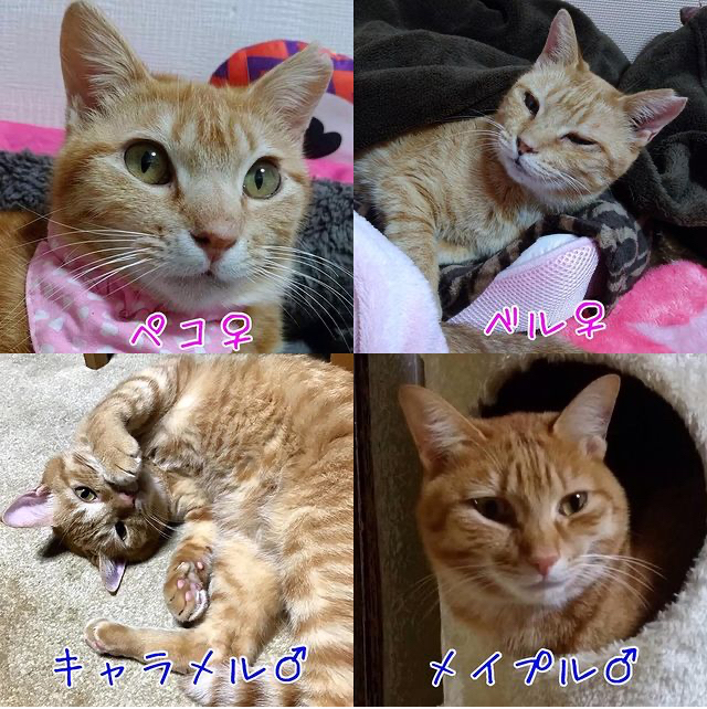 うみちゃん マスク猫 譲渡会のお知らせ_f0375804_20162731.jpg