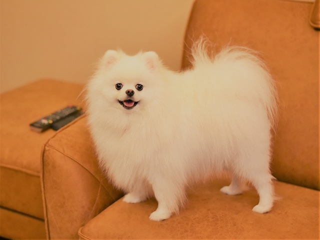 室内犬に協力してもらおう_d0360206_19325254.jpg