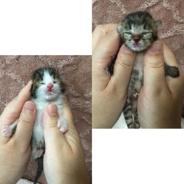 _f0078320_18414536.jpeg