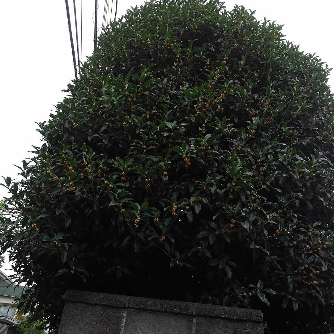 どこかで金木犀が咲いている_e0120837_21274948.jpg