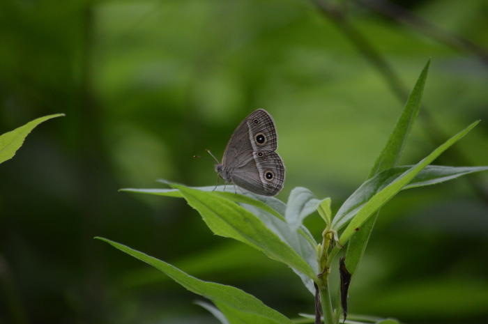 ウラナミジャノメ　9月12日_d0254540_13191831.jpg