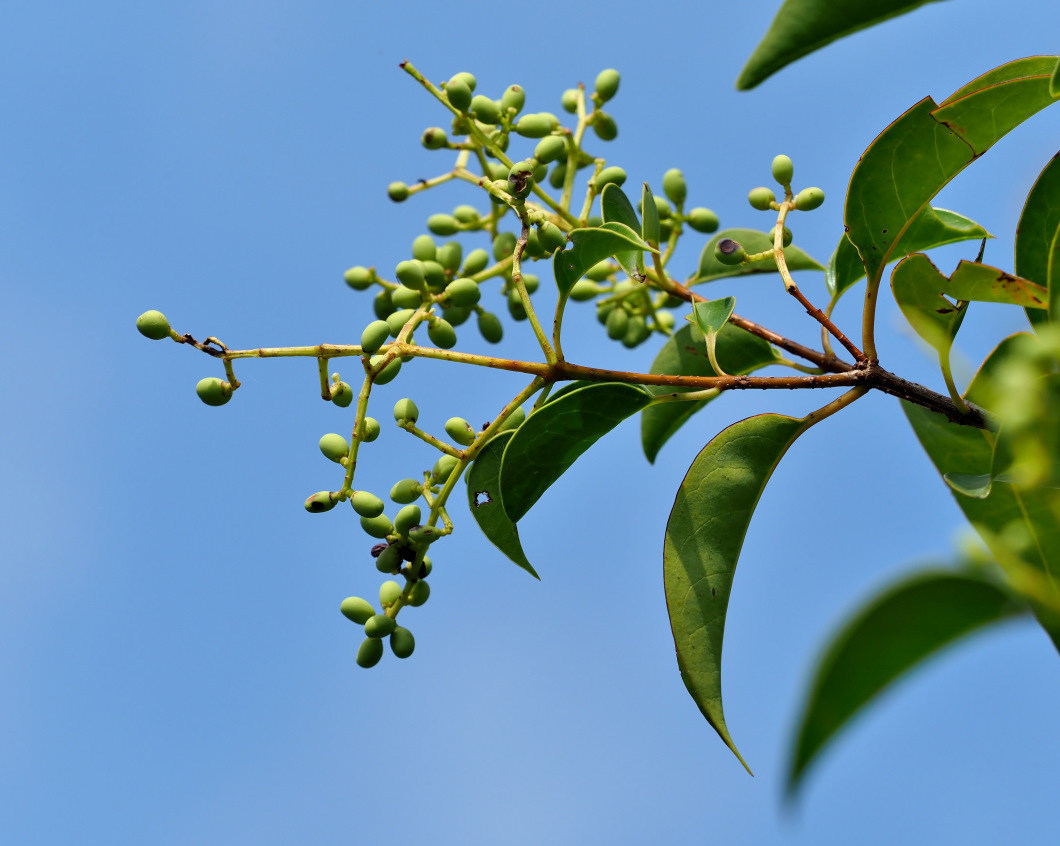 公園で 花・実・虫_c0305565_16165462.jpg