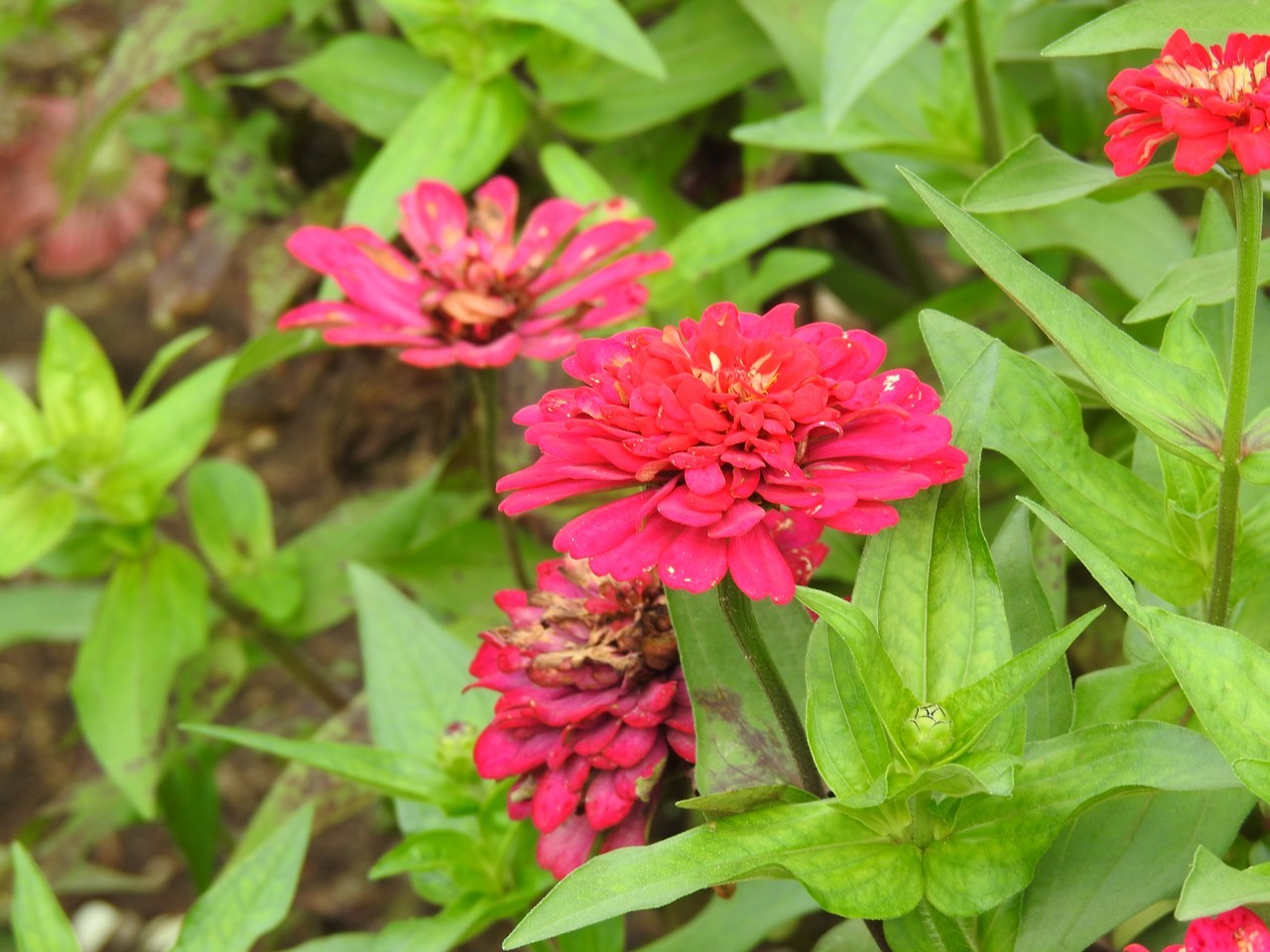 『アメリカディゴとサンゴシトウと色々な花達～』_d0054276_20105317.jpg