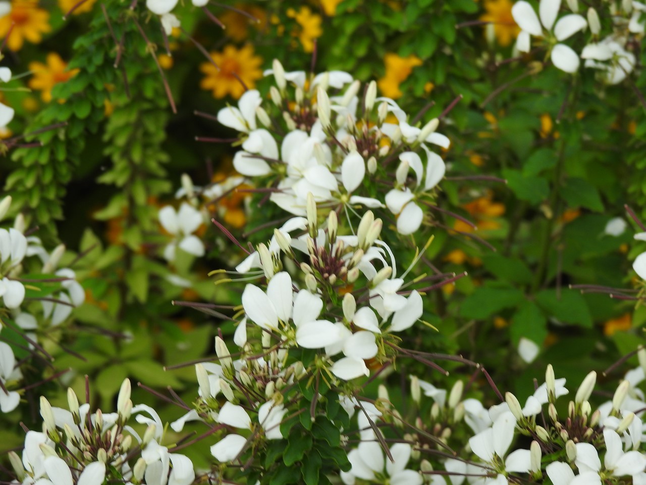 『アメリカディゴとサンゴシトウと色々な花達～』_d0054276_20105892.jpg