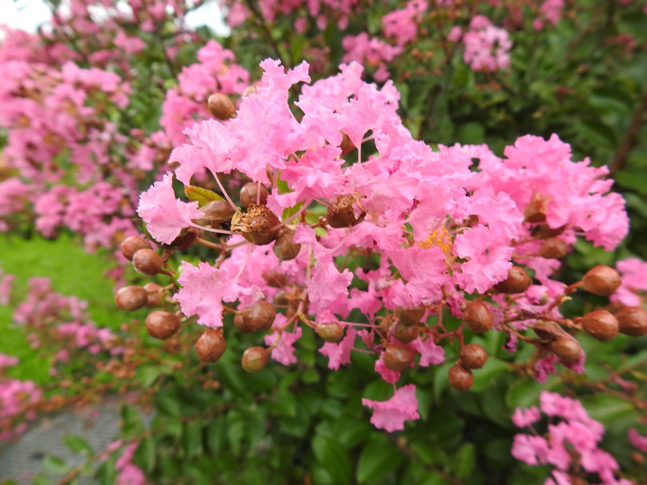 『アメリカディゴとサンゴシトウと色々な花達～』_d0054276_20112310.jpg