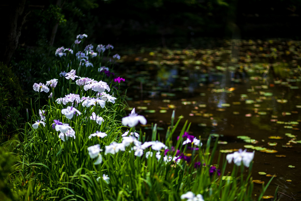 花菖蒲！　　～勧修寺～_b0128581_18512580.jpg