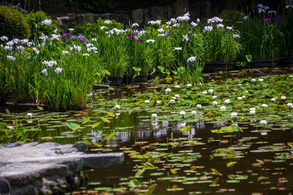 花菖蒲！　　～勧修寺～_b0128581_18514596.jpg