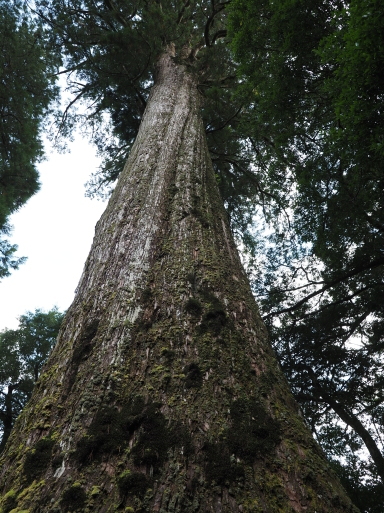 椎葉村へ　その⑤_f0197985_15430269.jpg