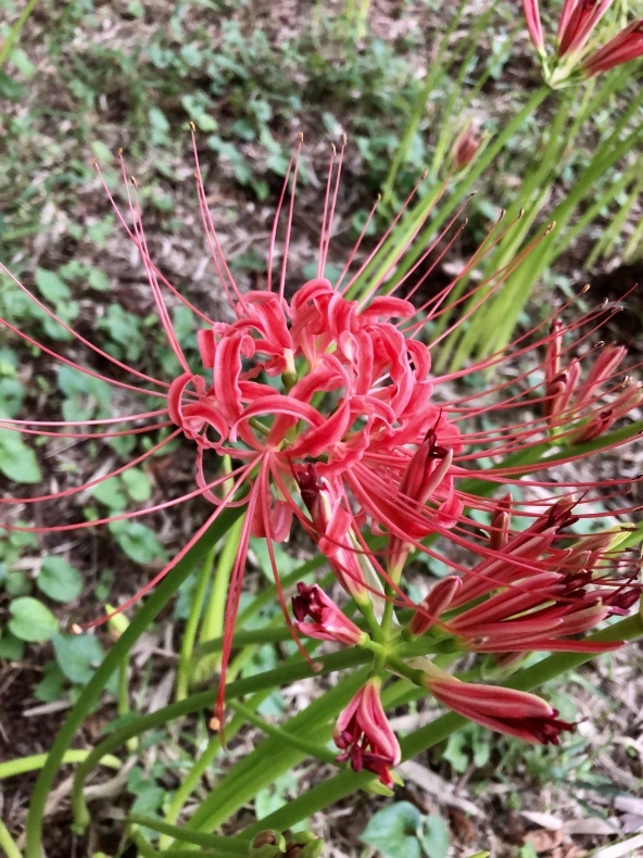 曼珠沙華_a0129492_19080555.jpeg