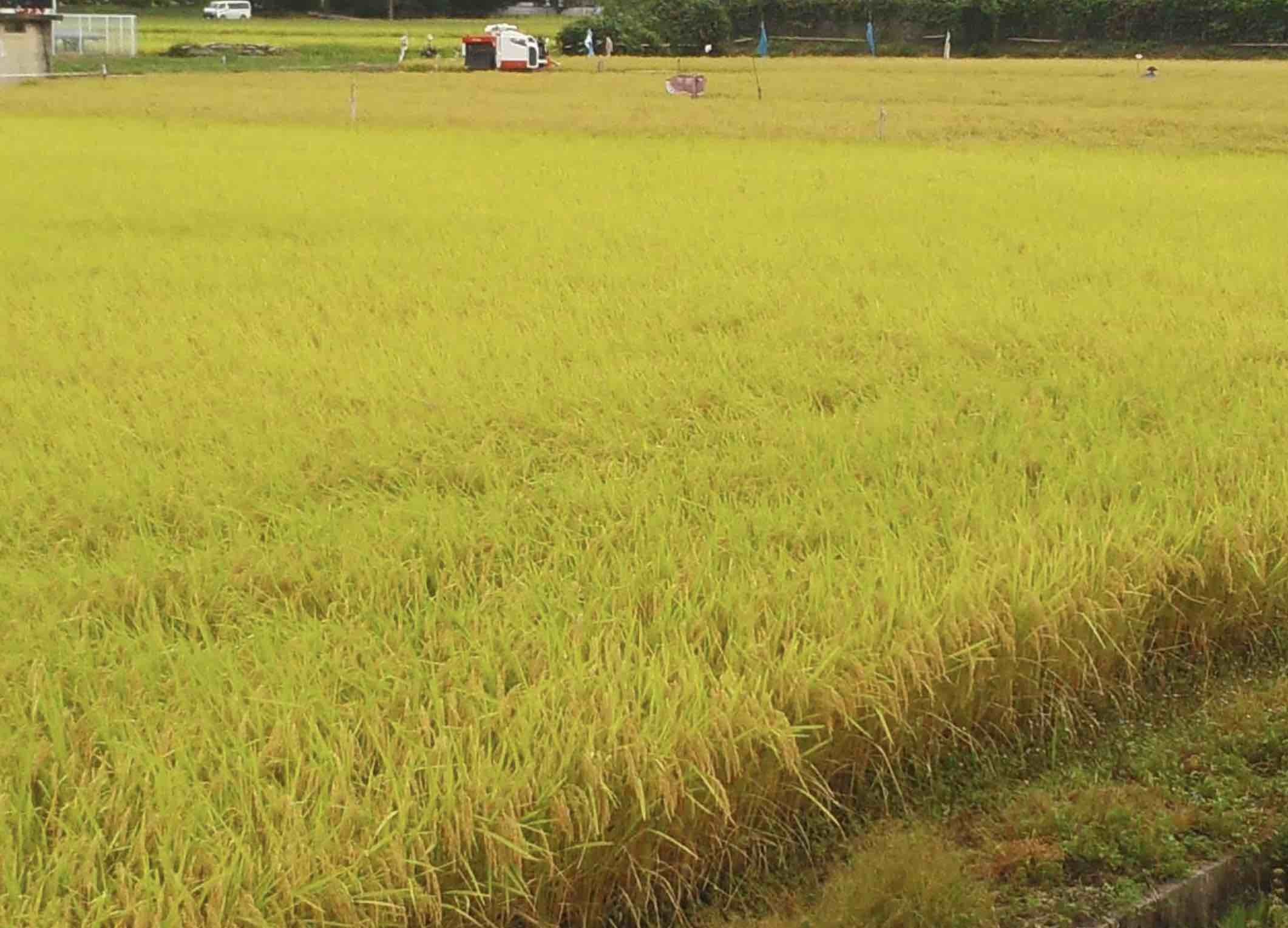 実りの秋、稲刈り_e0068696_17274133.jpg