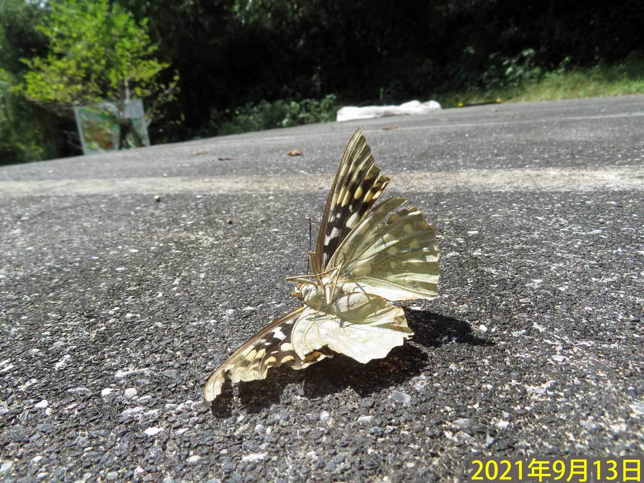 お疲れ様 オオムラサキ 秩父の蝶