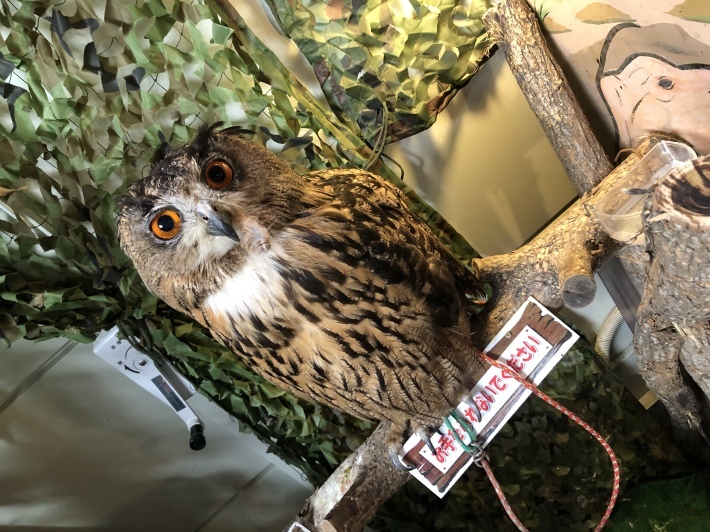 めっちゃおもろい動物園 チー坊の徒然なるままに めっちゃおもろい動物園 チー坊の徒然なるままに