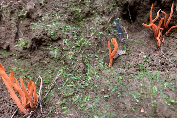 ベニナギナタタケとカエンタケ（紅薙刀茸と火炎茸）_e0134713_22245426.jpeg