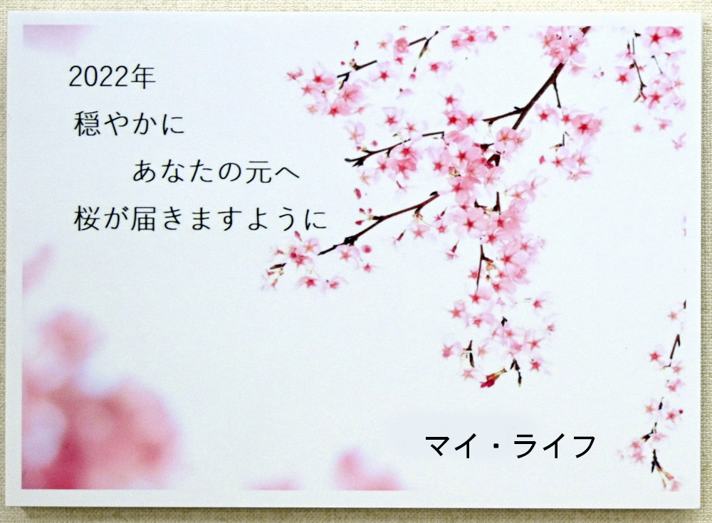 マイライフさんのお花畑_d0265224_20332783.jpg