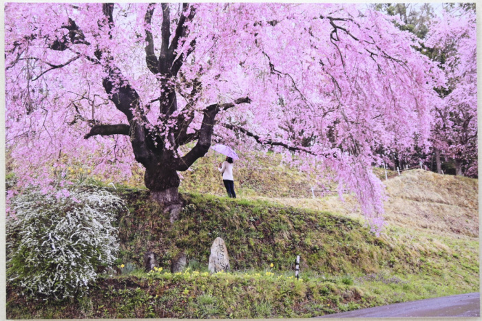 マイライフさんのお花畑_d0265224_20332785.jpg