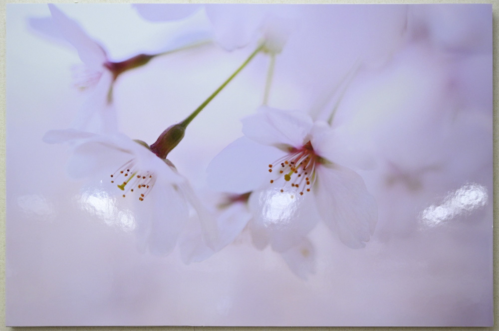 マイライフさんのお花畑_d0265224_20332844.jpg