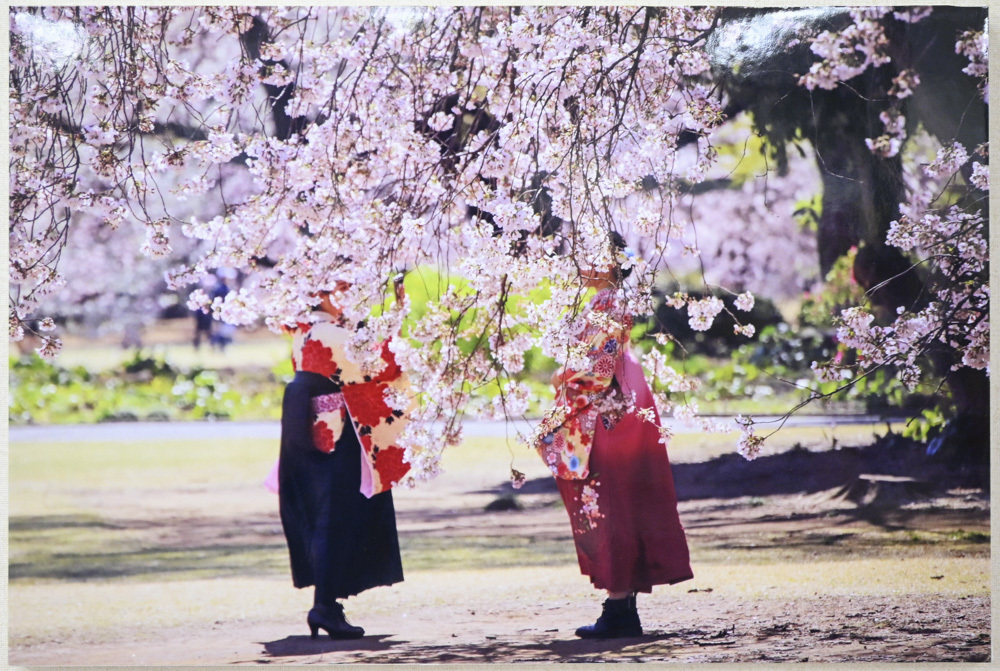 マイライフさんのお花畑_d0265224_20332877.jpg