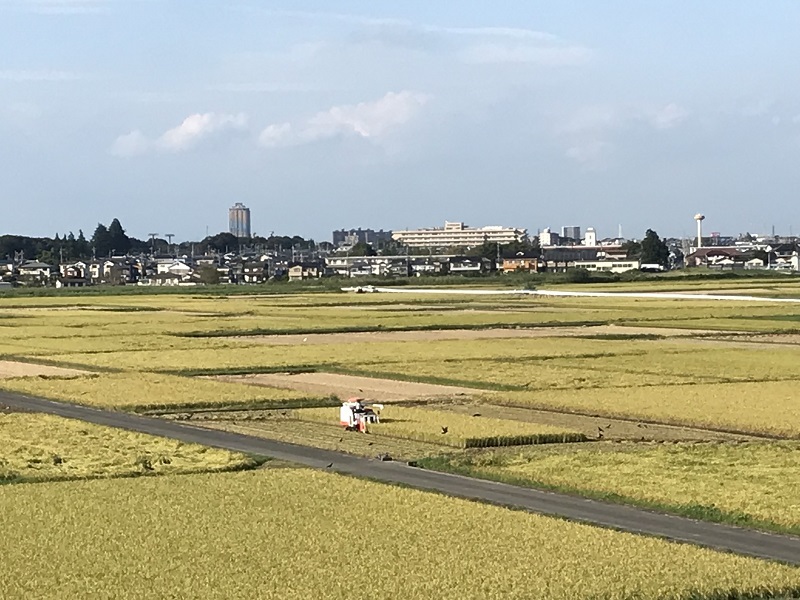 稲刈り最盛期・・・（４６２１）_e0349324_08411499.jpg