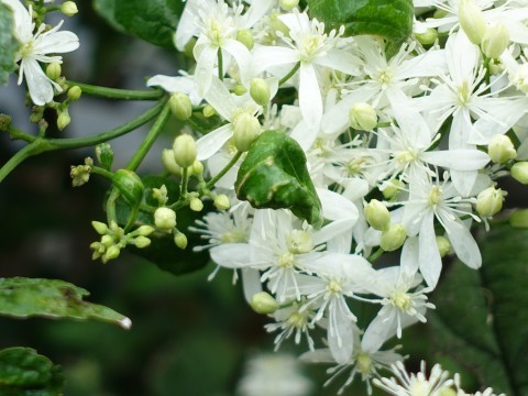 池上花暦　9月10日　仙人草の花_a0048445_19485981.jpg