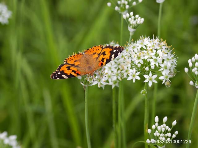 ニラの花の咲く場所で 蝶の玉手箱